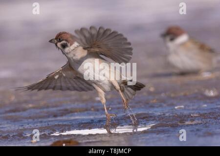 Mongolia, Hustai National Park, Group of Tree Sparrows (Passer montanus), swimming in a puddle Stock Photo