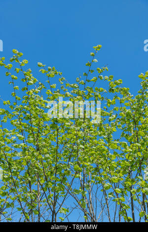 Young coppiced hedgerow fronds of leaves of Hazelnut / Corylus avellana in bright summer sunlight against blue sky. Source of Hazelnuts. Stock Photo
