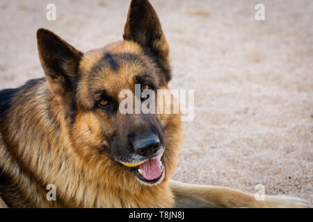 Close-up of german shepherd dog face. Pets portrait. Outdoor natural portrait Stock Photo