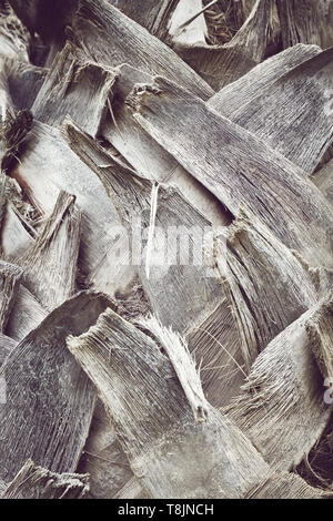 Close up picture of a palm tree trunk, color toned natural background or texture, selective focus. Stock Photo