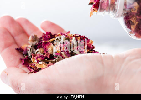 Close-up of female hand holding dry buds roses for tea. Handful of rose flower dry tea. Stock Photo