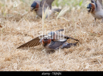 American Cliff Swallows Mating Stock Photo