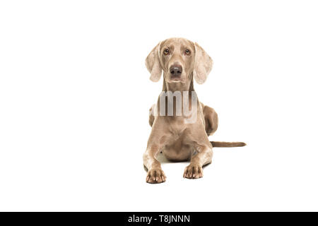 Weimaraner dog lying down looking at the camera seen from the front isolated on a white background Stock Photo