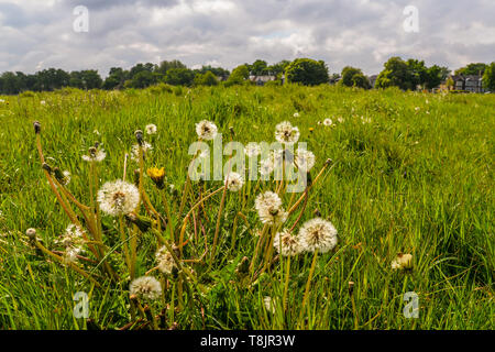 The Wanstead flats area in east London Stock Photo