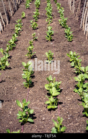 Vegetable plants, planted in rows between canes in well tended soil in a garden or allotment. UK Stock Photo