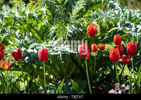 Globe Artichoke (Cynara cardunculus) growing with red tulips in a UK garden Stock Photo