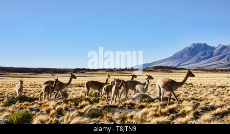 Vicuñas grazing on the altiplano, Atacama Desert, Chile Stock Photo