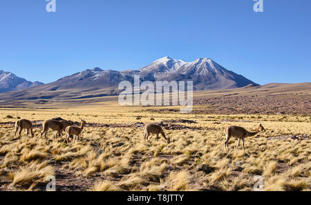 Vicuñas grazing on the altiplano, Atacama Desert, Chile Stock Photo