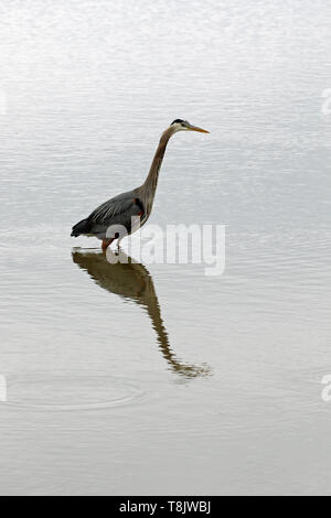 A Great Blue Heron, Ardea herodias, hunting in a salt marsh at the Edwin B Forsythe National Wildlife Refuge in New Jersey, USA Stock Photo