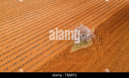 France, Alpes de Haute Provence, Verdon Regional Nature Park, Plateau de Valensole, Puimoisson, lavender and almond blossom field (aerial view) Stock Photo