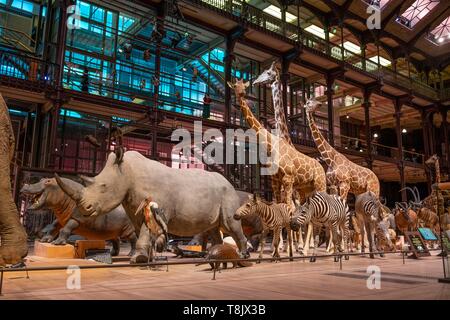 France, Paris, Museum National d'Histoire naturelle (national museum of natural history), La Grande Galerie de l'Evolution (evolution gallery) by the  Stock Photo