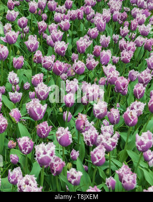 Tulips & tulip bed - Keukenhof Gardens - spring flowers in Holland - Tulips in the Netherlands - Tulipa species - Liliaceae family Stock Photo