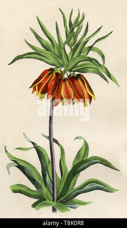 crown imperial, imperial fritillary or Kaiser's crown Fritillaria imperialis,  (, ) Stock Photo