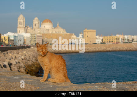 Portrait of cute ginger cat on sea wall of waterfront promenade with historic Cadiz Cathedral and Andalusian city buildings under blue sky Stock Photo
