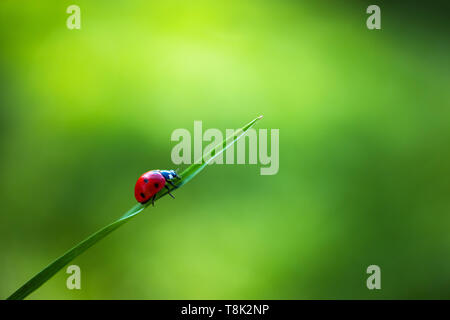 Ladybug insect walking on fresh green leaves in countryside field, beautiful spring day Stock Photo