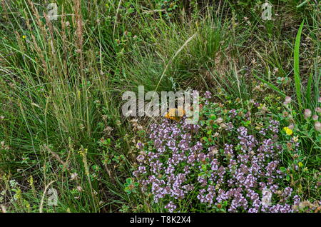 Butterfly resting on flowers of Garden thyme, Thymus serpillorum, Breckland thyme, wild thyme  or creeping thyme blossoming in the field of herbs, Pla Stock Photo