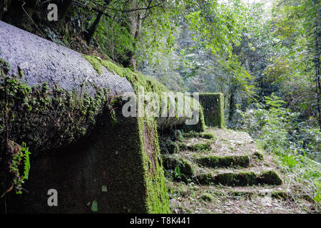 an old cast iron pipe covered in moss carries water through a forested area to the homes of the tea pickers in an tea estate in Malawi Stock Photo