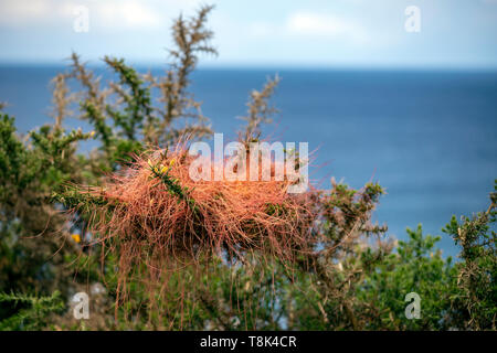 Cuscuta epithymum, a parasitic plant assigned to the Cuscutaceae or Convolvulaceae family, Asturias, Spain Stock Photo