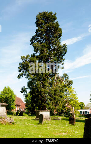 Giant Redwood tree in St. Mary Magdalene churchyard, Tanworth-in-Arden, Warwickshire, England, UK Stock Photo