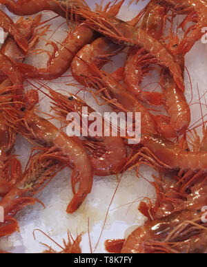 Fresh shrimps on ice at a fisk market Stock Photo