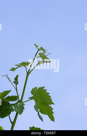 new green grape vine with flower inflorescences in the spring with blue sky background Stock Photo