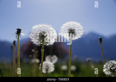 dandelion seed head in a meadow with back lighting Stock Photo