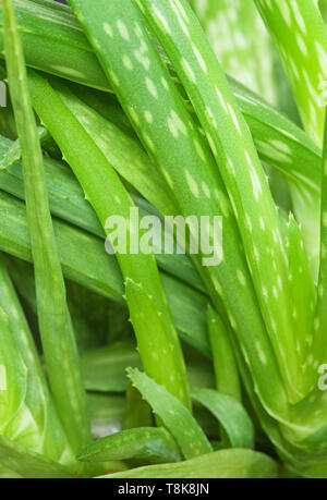 green aloe vera plant leaves background with selective focus Stock Photo