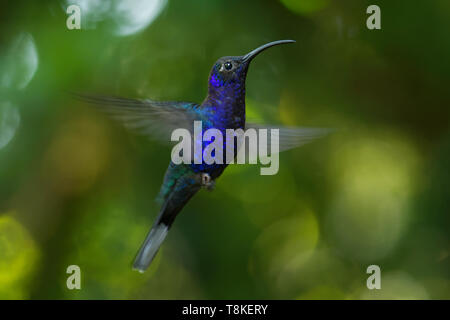 Violet Sabrewing - Campylopterus hemileucurus large flying hummingbird native to southern Mexico and Central America as far as Costa Rica and Panama. Stock Photo