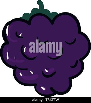 Blackberry is a small, soft black or dark purple fruit that grows on a plant called blackberry bush., vector, color drawing or illustration. Stock Vector