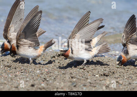 American Cliff Swallow Stock Photo