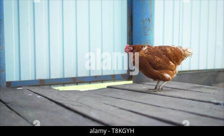 Chickens on the farm against the wire mesh, selective focus. Egg laying hen in the chicken coop. Chicken - hen against the blue gate Stock Photo