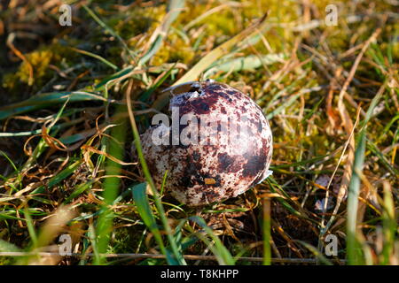 An unidentified broken bird egg shell lies on the floor at top of Cliffs at Bempton Cliffs Nature Reserve. Stock Photo