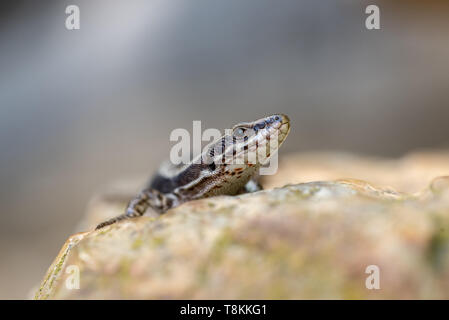 A close-up of a common wall lizard (Podarcis muralis) with distinctive patterns, basking on a rock in its natural European habitat. The blurred backgr Stock Photo