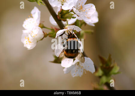 striped bumble bee collects nectar on blooming apple tree Stock Photo