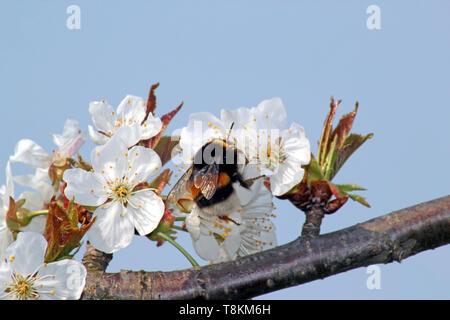 striped bumble bee collects nectar on blooming apple tree Stock Photo