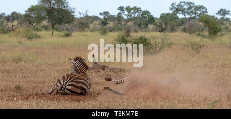 Zebra rolling in the dry mud, photographed at Kruger National Park in South Africa. Stock Photo