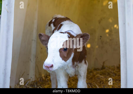 Newborn Red Holstein MRI calf, agriculture in the Netherlands Stock Photo