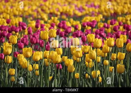 Field of blooming tulips in sunny day, selective focus. Yellow and purple tulip flowers, colorful floral background