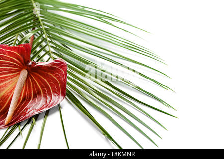 Fresh tropical leaf and anthurium flower on white background Stock Photo