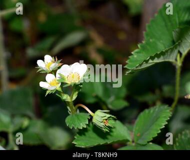 Strawberry flowers in a garden. Stock Photo