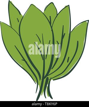 Green fresh spinach leaves tasty organic salad simple design vector ...