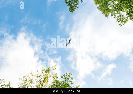 Low angle view for elegant stork flying in the wide blue sky carefree concept pure freedom animal  Stock Photo