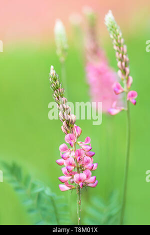 Beautiful rose wood vetch growing on the summer meadow. (Vicia sylvatica) Stock Photo