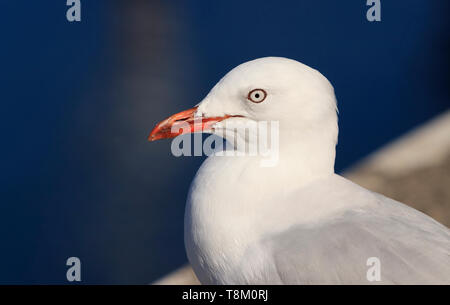 Silver Gull, Chroicocephalus novaehollandiae, seagull portrait with blue water background and copy space. Stock Photo