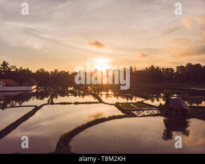 The rice fields are flooded with water. Flooded rice paddies. Agronomic methods of growing rice in the fields. Flooding the fields with water in which Stock Photo