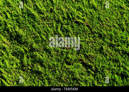 Lush green trimmed hedge background with copy space showing leaves. Stock Photo