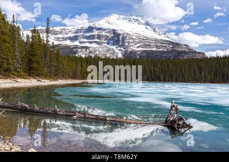 Beautiful Blue Glacier Lake Green Forest Landscape. Snowy Sarbach Mountain Peak reflected in calm water surface. Banff National Park  Springtime Hike Stock Photo