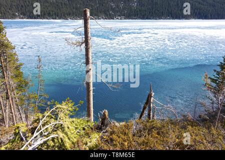 Isolated Barren Tree, Melting Blue Glacier Lake With Thawing Ice Floating in Water. Banff National Park Springtime Landscape, Canadian Rocky Mountains Stock Photo