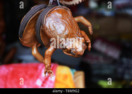 Unusual frog purse stock photo. Image of isolated, isolation - 28681248