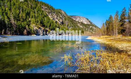 Canada Geese on the partly frozen water of Crown Lake, along Highway 99 in Marble Canyon Provincial Park in British Columbia, Canada Stock Photo